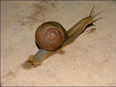 All the ground snails are vegetarian !