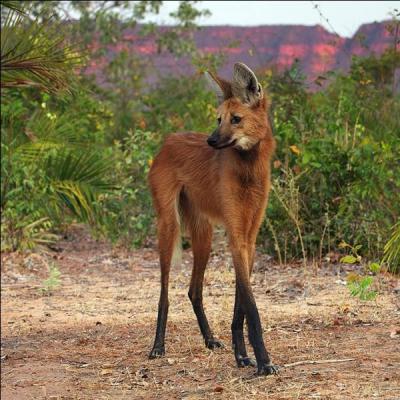 The maned wolf lives in India !