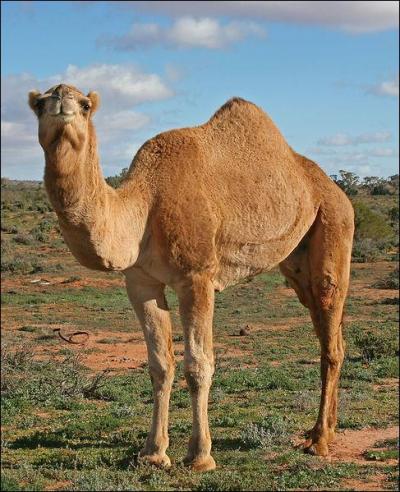 There are more wild dromedaries in Australia than in the rest of the world !