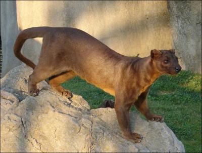 The fossa lives in Asia !