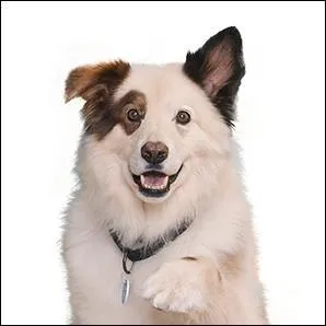 And what can he do that no other dog can?