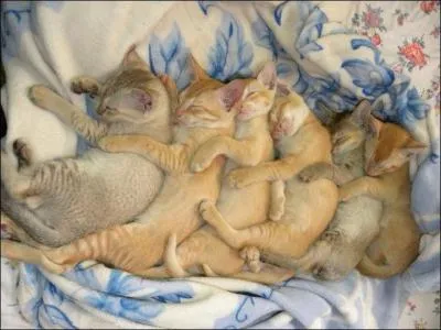 Finding the name of this mushroom should be up to you!