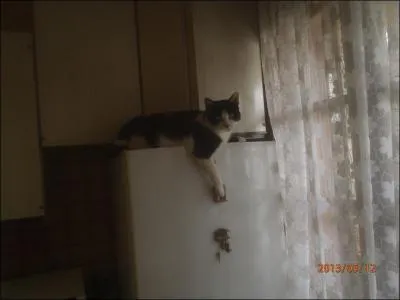 A four-legged companion, he'll show you his affection without ever asking for anything in return!