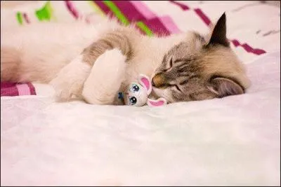 Animal rutting season!