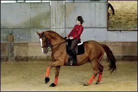 From the halt, to make my horse gallop, I just have to place my aids