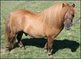 On this shetland, we can see a mullet ray