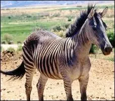 This equid is a zebra