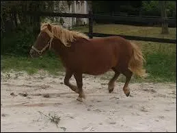 Ponies cannot be shod