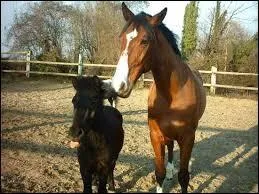 Equids do not like to be alone