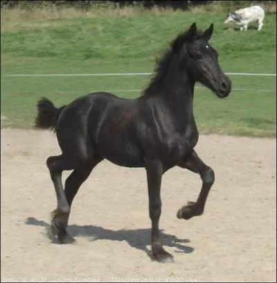 This foal is an Anglo-Arab .