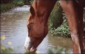 Horses drink 20 to 40 liters per day