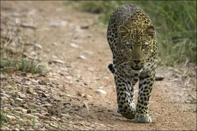 Which former AS Saint-Etienne soccer player was nicknamed after this animal?