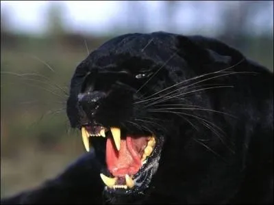 Which brand uses a black panther?