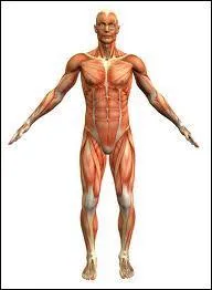 Humans, What's its Kingdom?