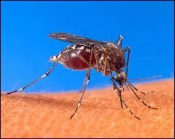 Mosquito, What's its Kingdom?