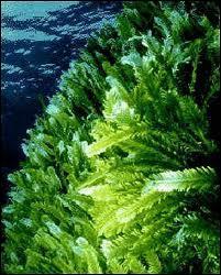 Multicellular Algae, What's its Kingdom?