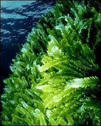 Multicellular Algae, What's its Kingdom?