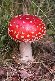 Mushroom, What Kingdom does it belong to?