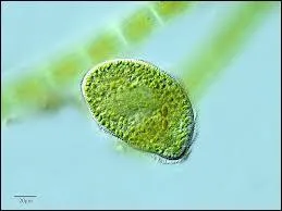 Paramecium,