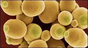 Yeast, What's its Kingdom?