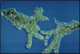 Amoeba, What's its Kingdom?