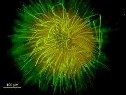 Blue Green Bacteria, What Kingdom does it belongs to?