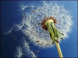 Dandelion, What Kingdom does it belongs to?