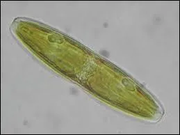 Diatom, What Kingdom does it belongs to?