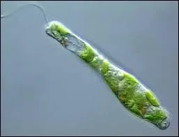 Euglena, What Kingdom does it belongs to?