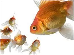 Gold Fish, What's its Kingdom?