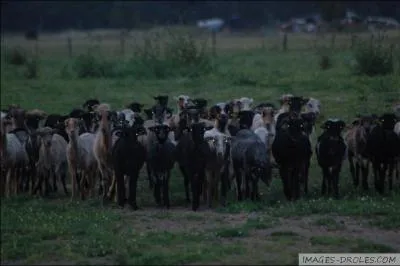 Is there a "Zombies" mode in the game 'Call of Duty, Black Ops 2'? (To understand the question, enlarge the image! )