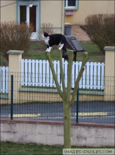 Among these people, which one is not part of the jury of "La France a un incroyable talent"? (2013)