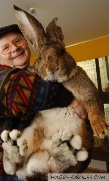 What is the life expectancy of the domestic rabbit?