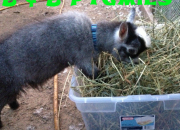 Quiz Pygmy goat anatomy part 1