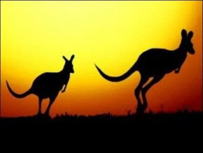 Two ... are jumping across the central part of Australia.