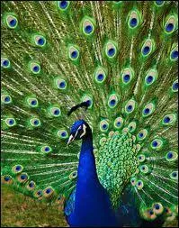 Which god/goddess does the symbols in the picture most accurately represent?