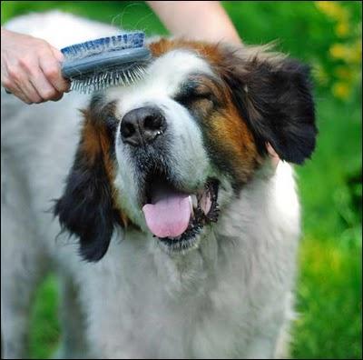 How ... should I brush my dog? Once a day.
