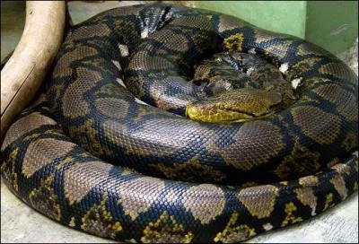 How ... can a reticulated python grow up to? 10 - 12 m.