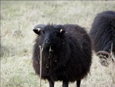 What do black sheep say?