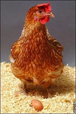 What does a hen that has laid an egg say ?