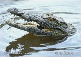 What noise does a crocodile make when it shuts its jaws?