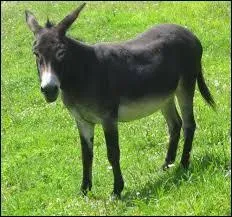 What unpleasant sound do donkeys make?