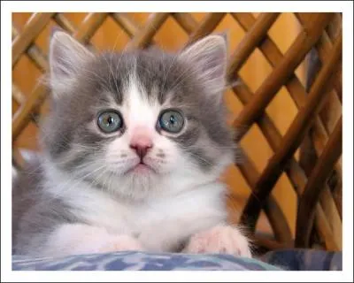 What do kittens and cats say?