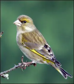 Nesting birds cheep but what do their parents say?