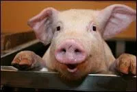 What guttural noise do pigs make?