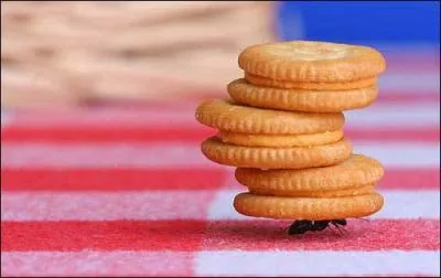 A synonym for  determination  could be...