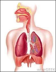 Name three organs involved in the Respiratory system :