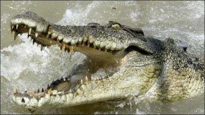 Crocodiles eat meat and are considered to be carnivores.
