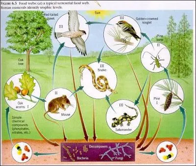 A Food Chain is made up of several Food Webs.