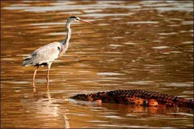 A Heron can eat a Crocodile.